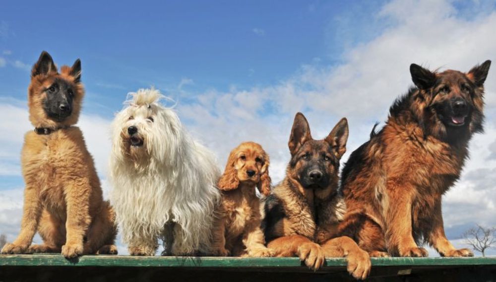 different dog breeds sitting together