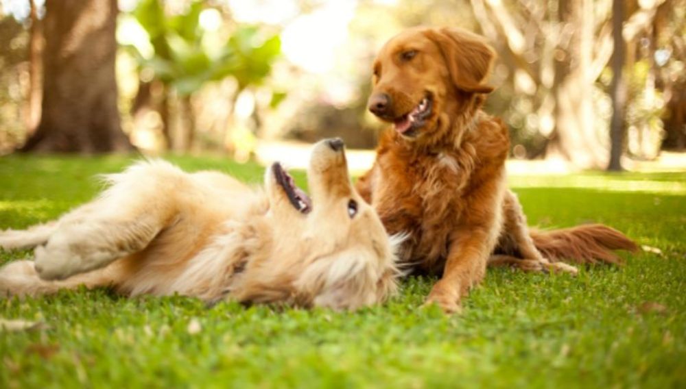 two dogs playing on grass