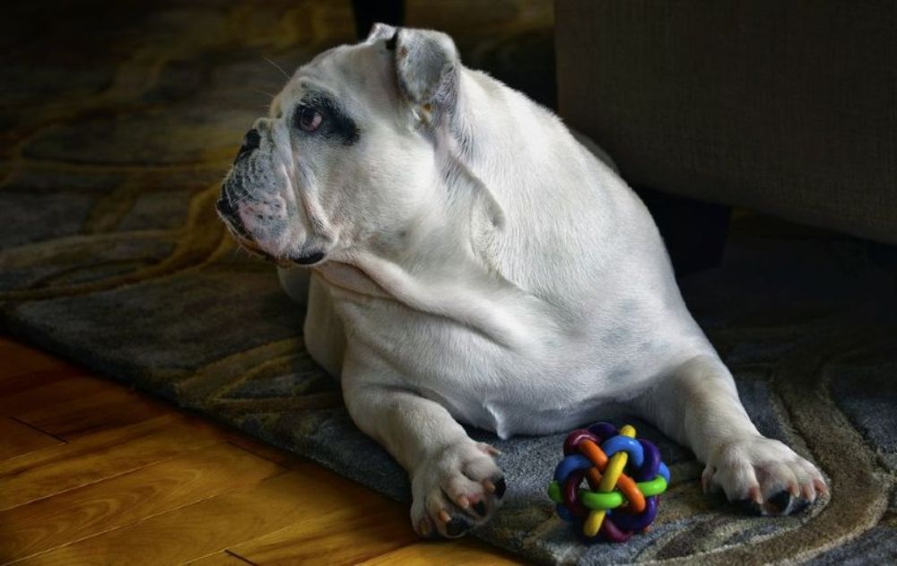A white dog laying down with a training toy