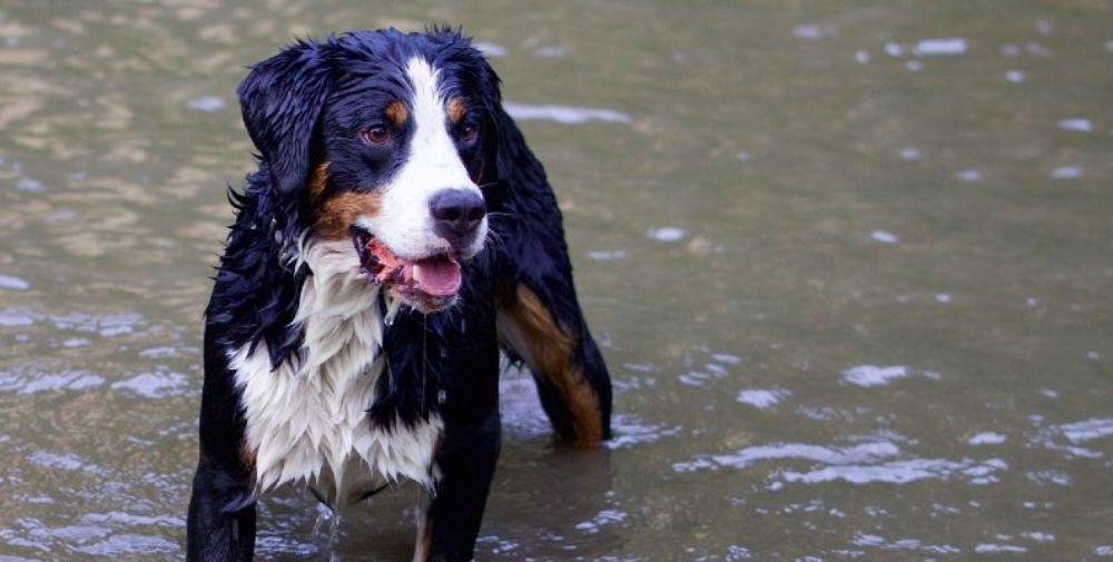 A wet dog stood in a stream
