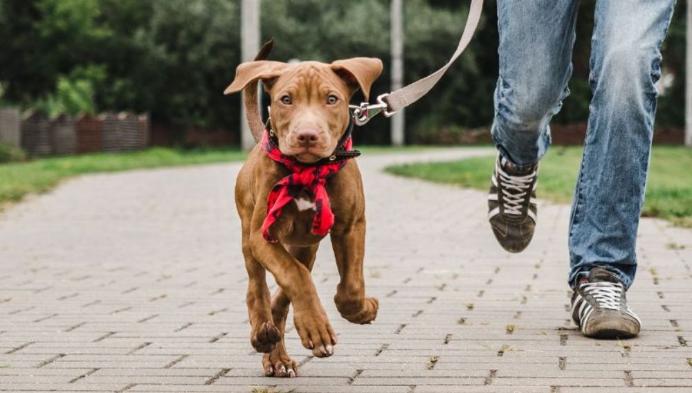 Walking puppy on lead top