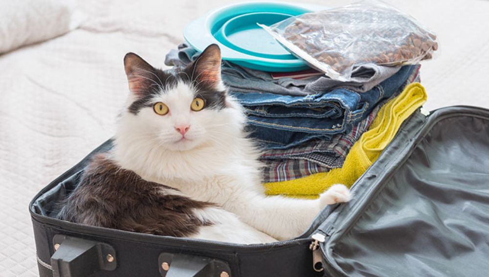 Cat sitting in a half packed suitcase