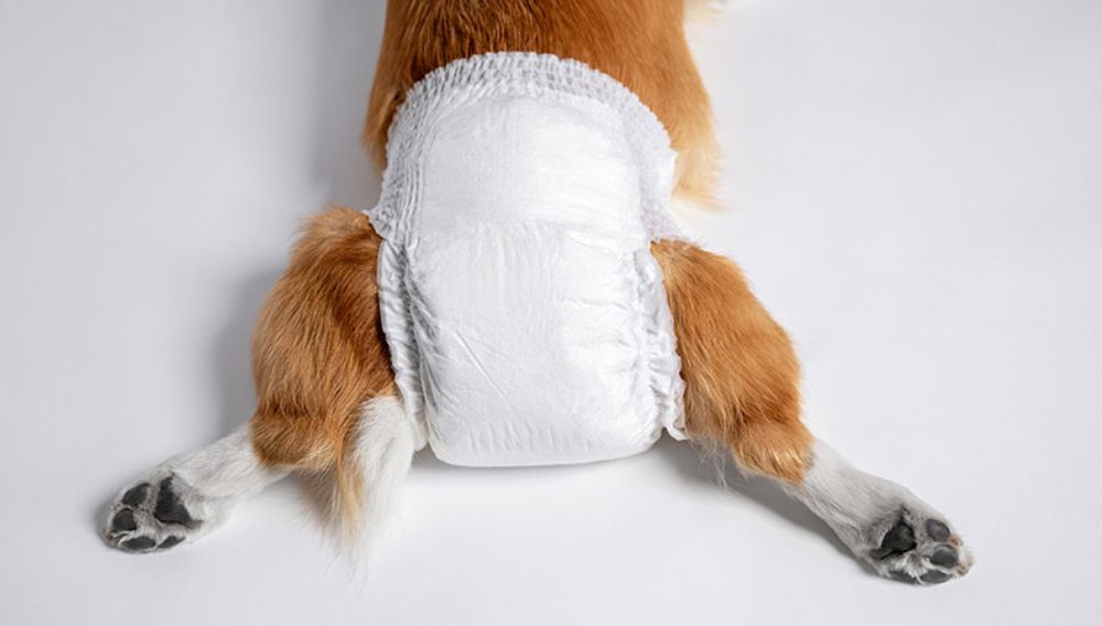 A corgi wearing a nappy