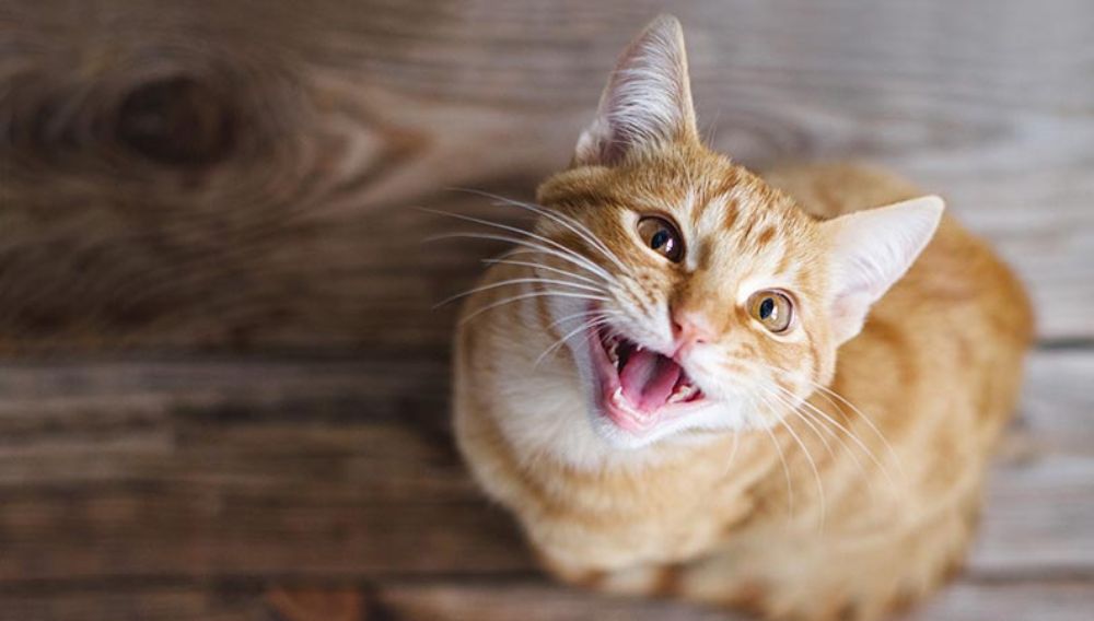 Ginger cat on a wooden floor looking up and meowing