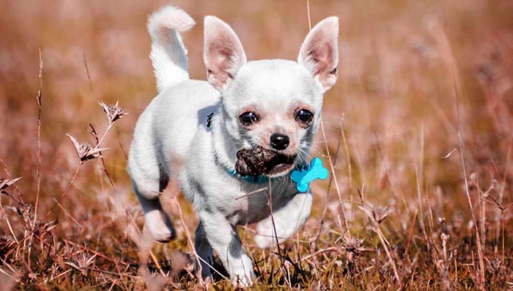 Why Do Dogs Eat Poo Coprophagia Everypaw