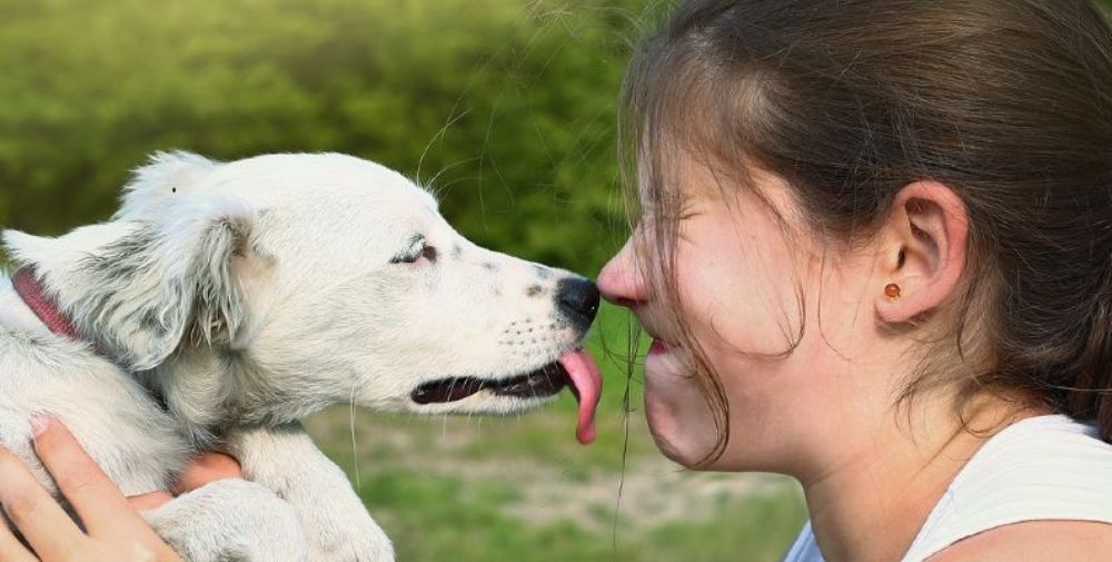 Little live online pets licking dog