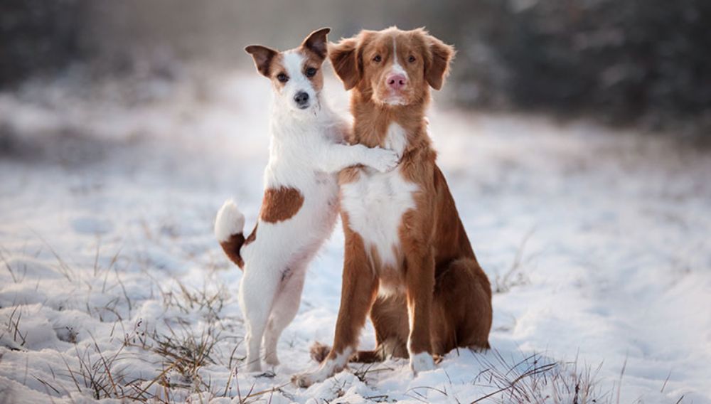 Winter illnesses in pets