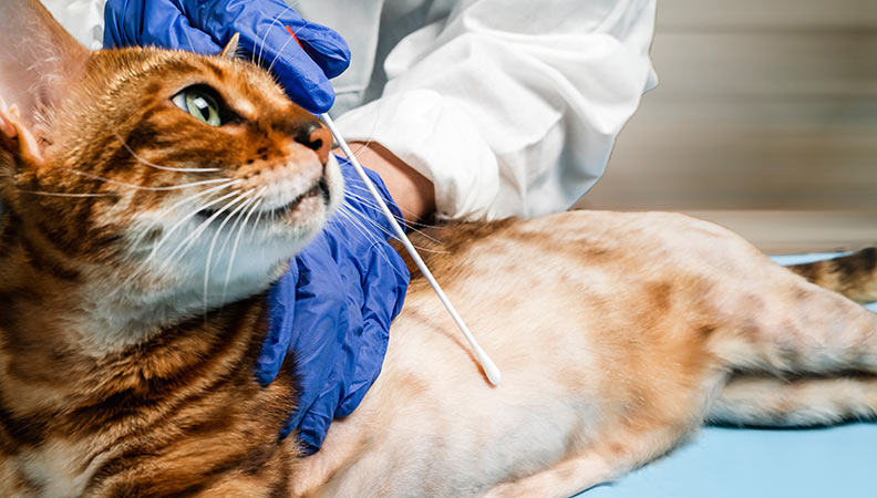 Shop sores and hair loss on cats Shop