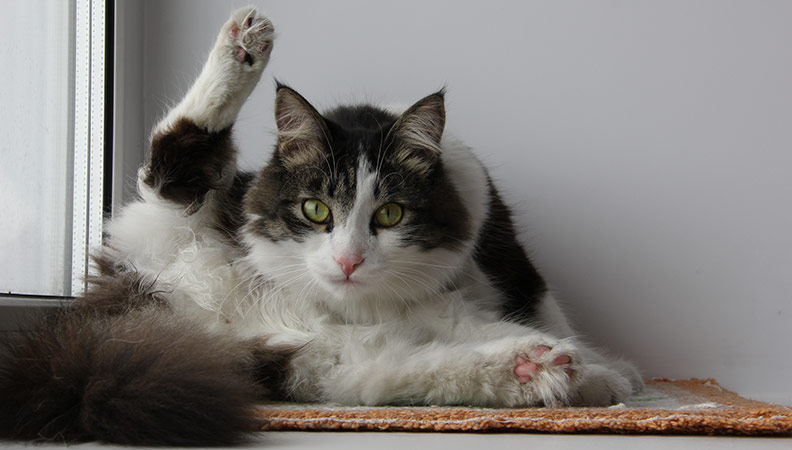 how do male cats masturbate Drip Vegan Coconut Oil-Based Lubricant main image 1