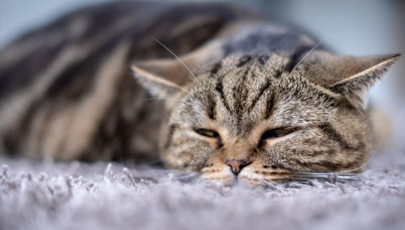 is tobacco poisonous to cats The WORST Thing for Cats? Plants and Your Cat -