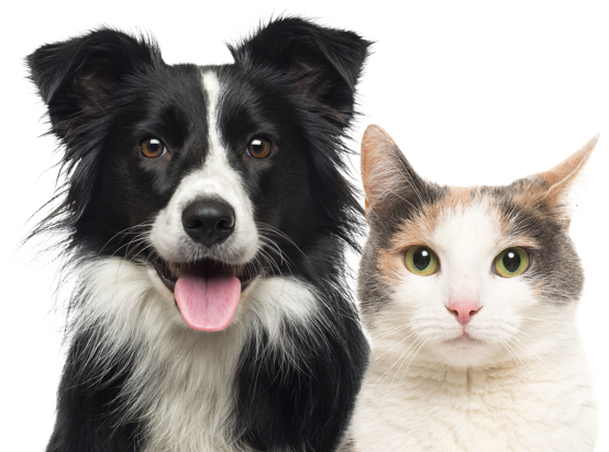 Pet types
