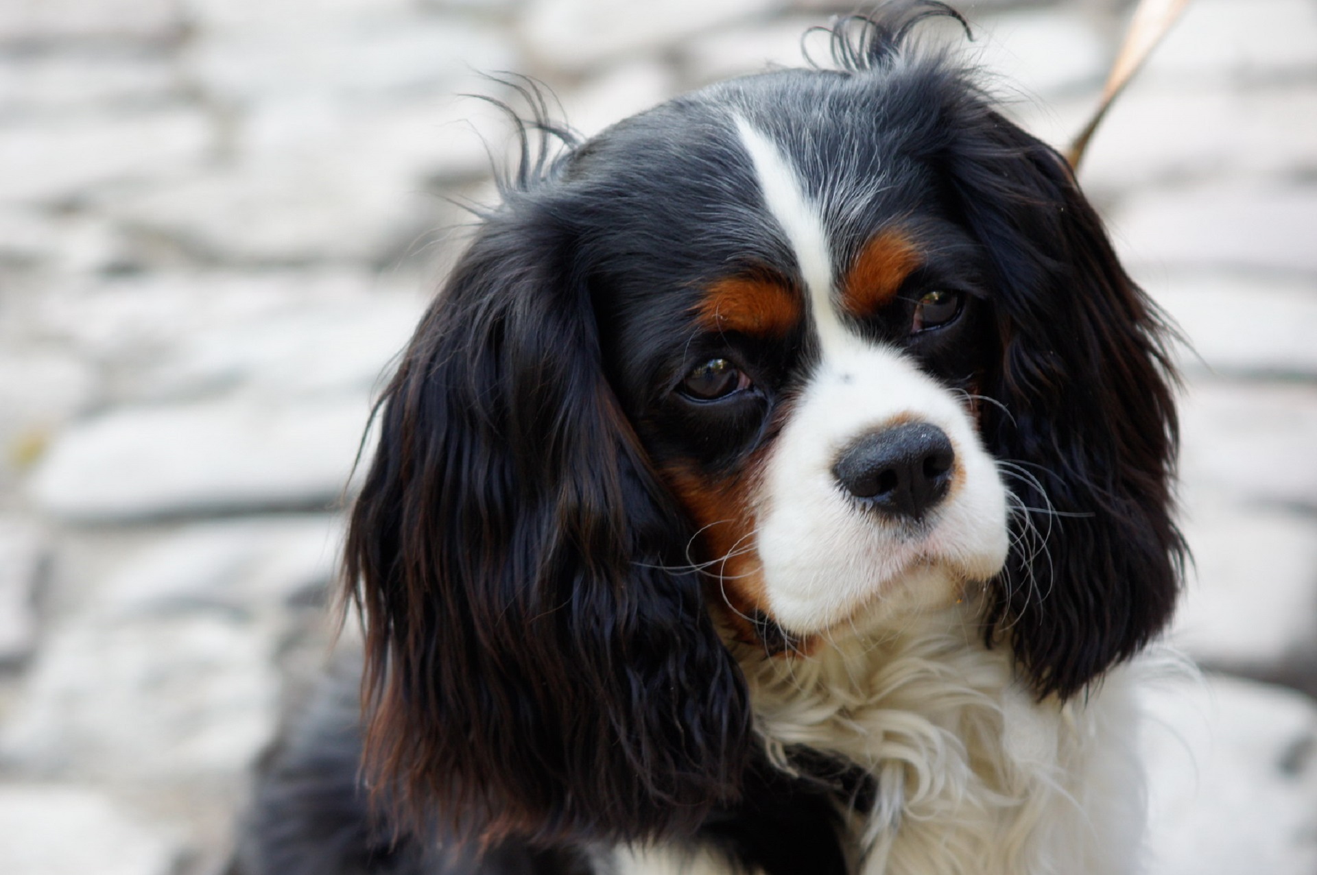 Top 5 Best Apartment Dogs Everypaw Cavalier Kings Charles Spaniel
