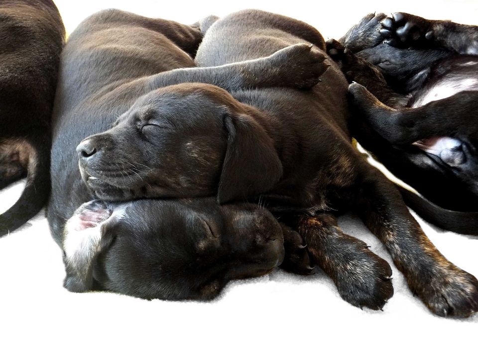Dogs playing