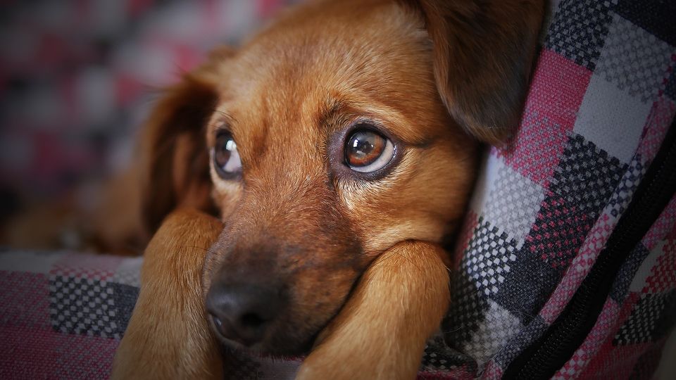 Dog in blanket
