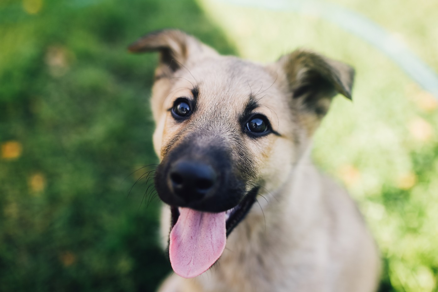 puppy