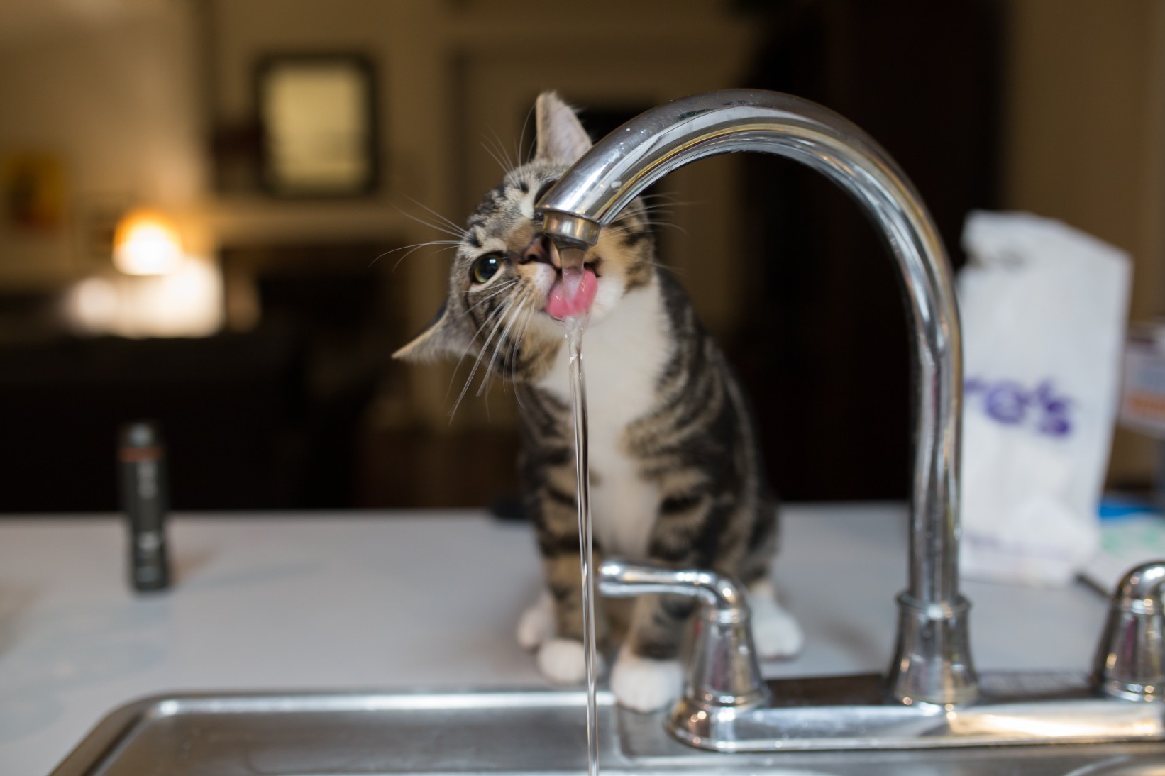 cat drinking from a tap