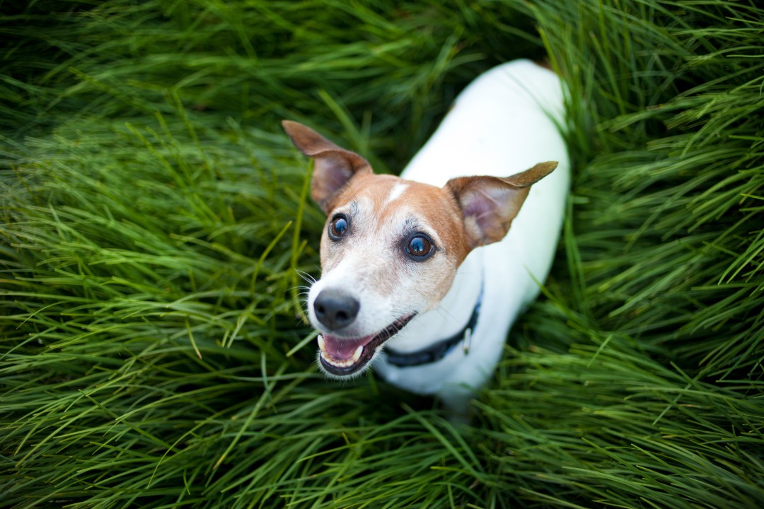 spotted jack russell