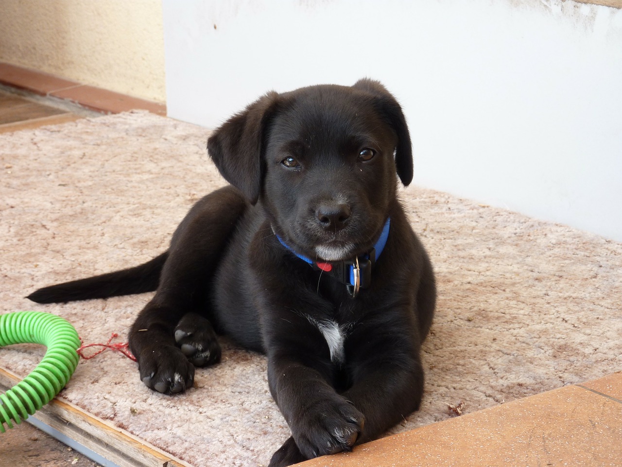 Which Are The Easiest Dogs To Train Everypaw