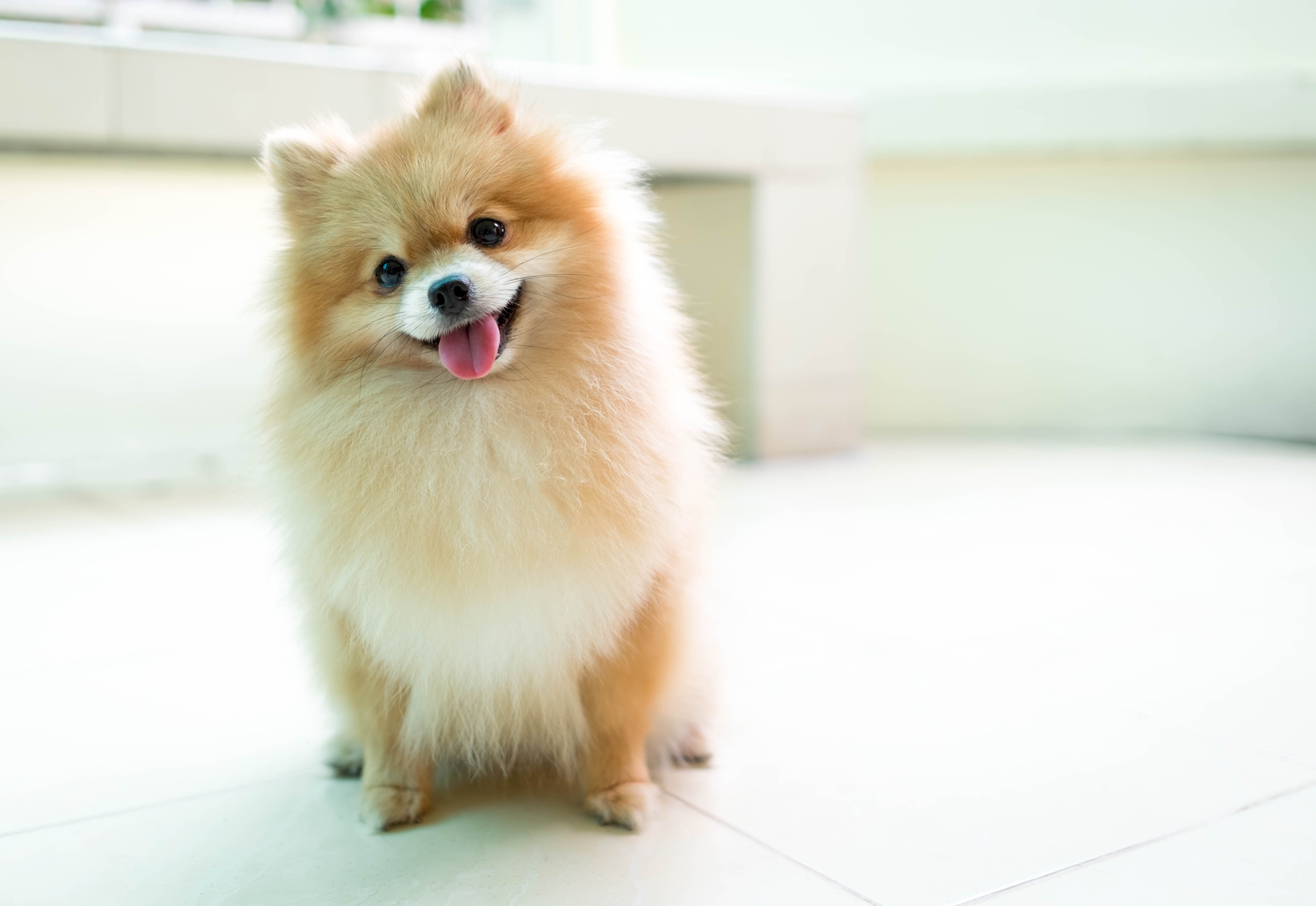 Pomeranian dog breed info & health advice | Everypaw