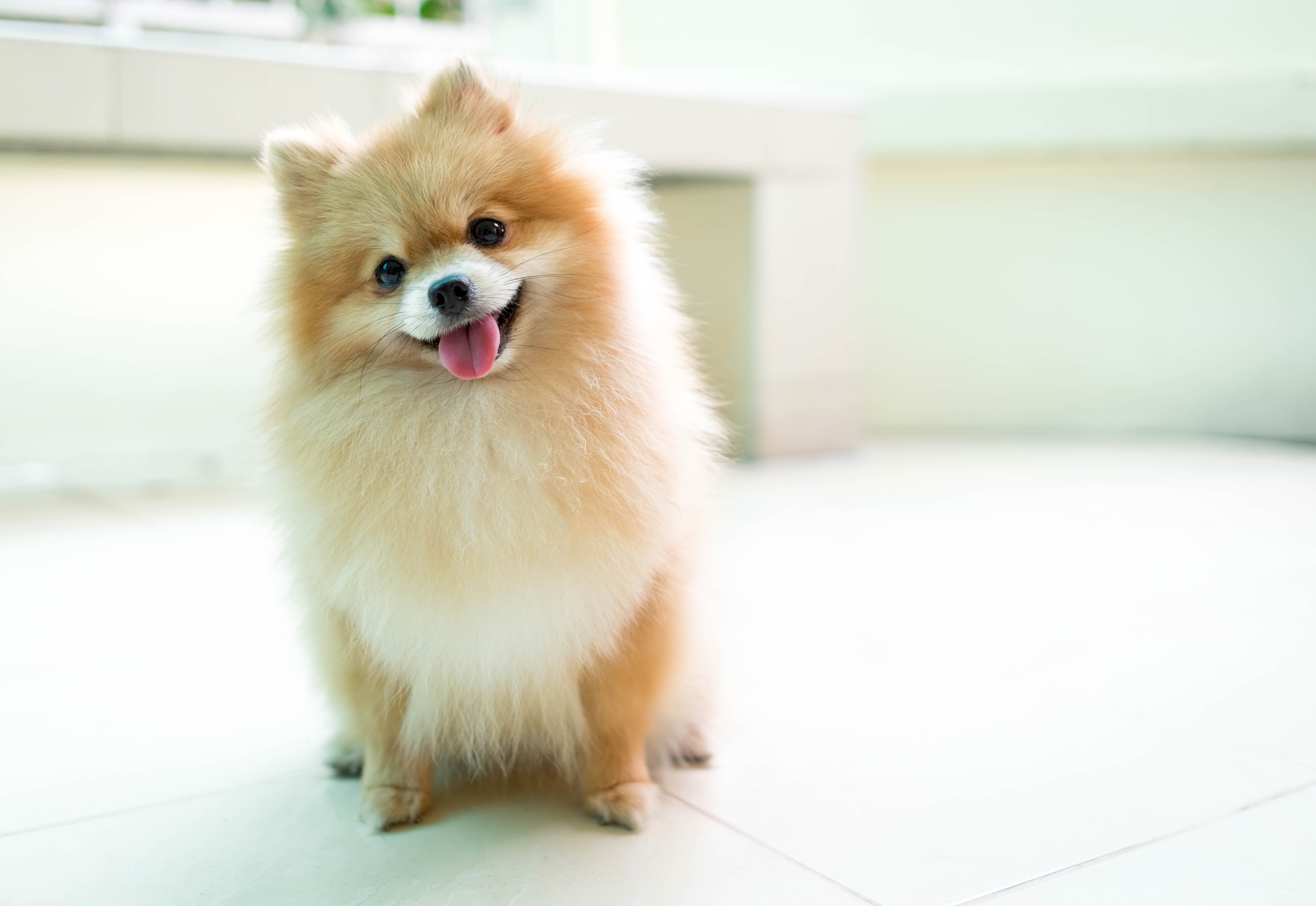 pomeranian dog small white