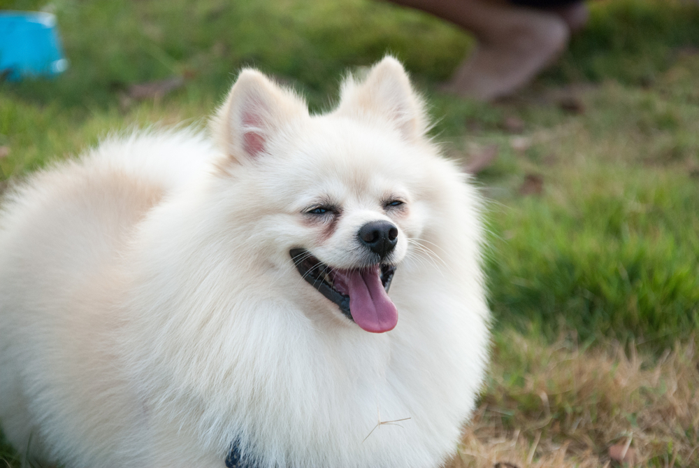 is a pomeranian a toy breed