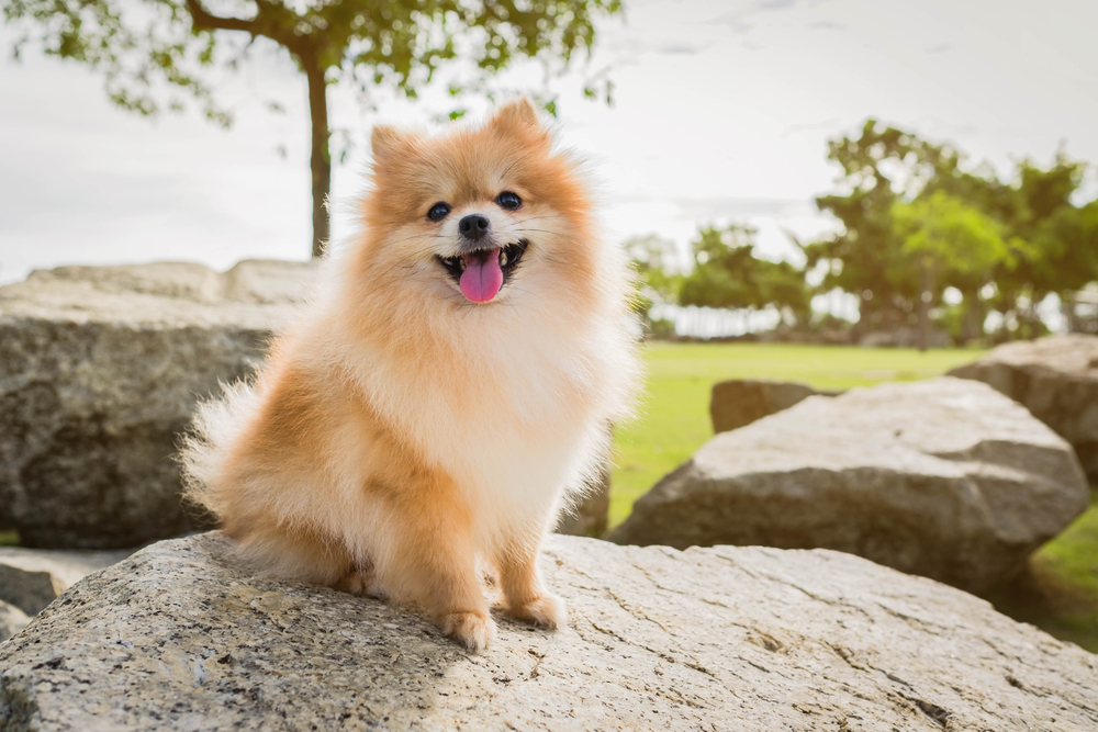 large pomeranian looking dog