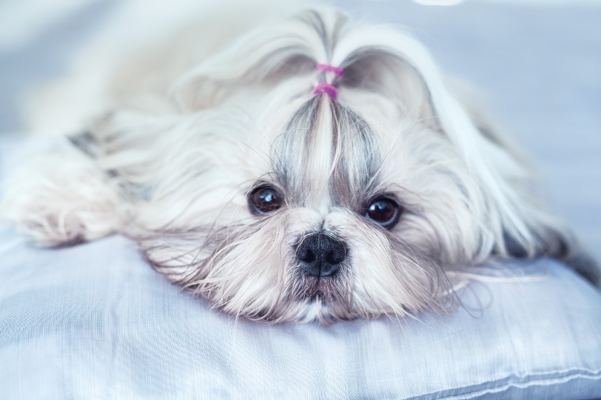 Cute Newborn Shih Tzu Puppies Black And White