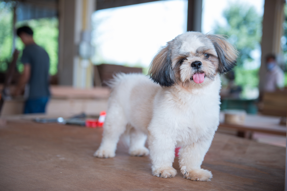 shih tzu dog breeds