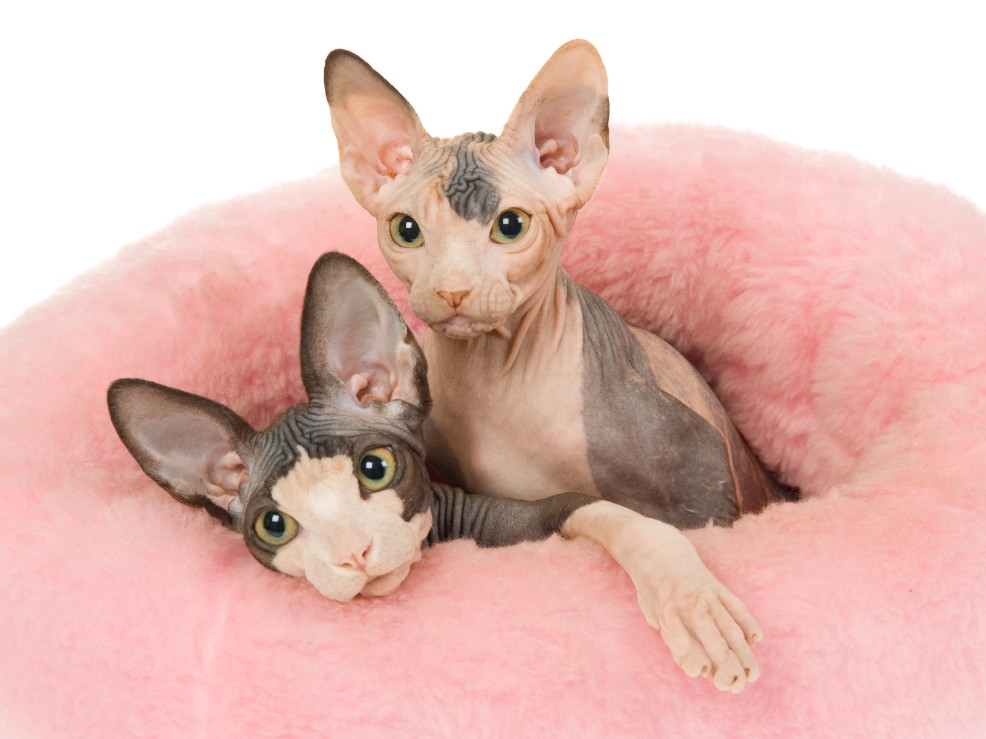 about sphynx cats