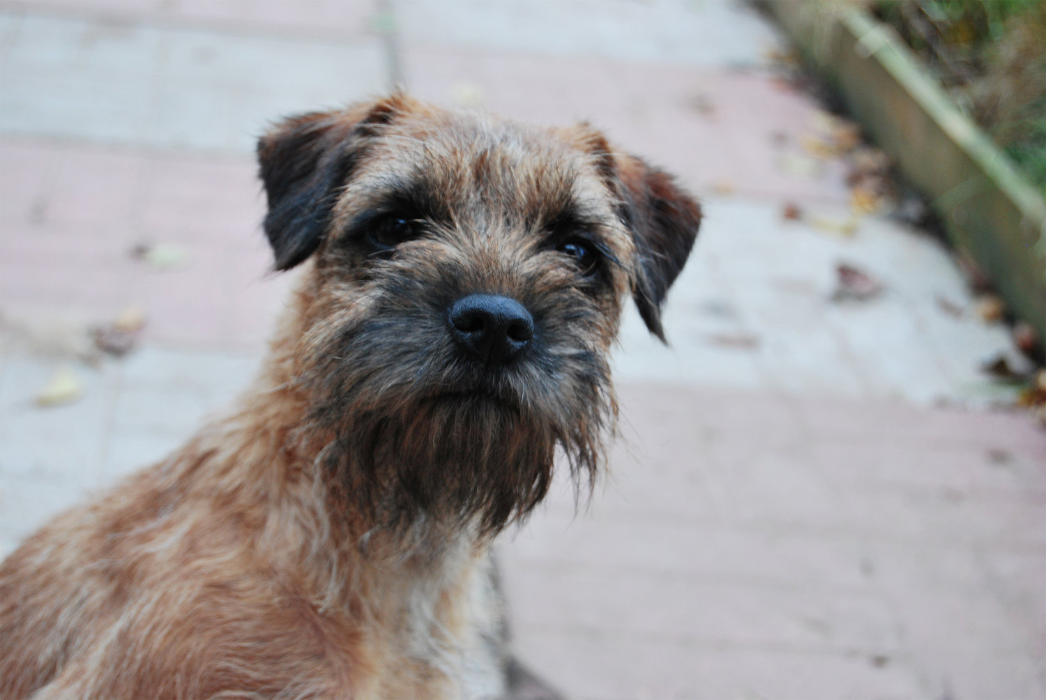 border_terrier_2.jpg