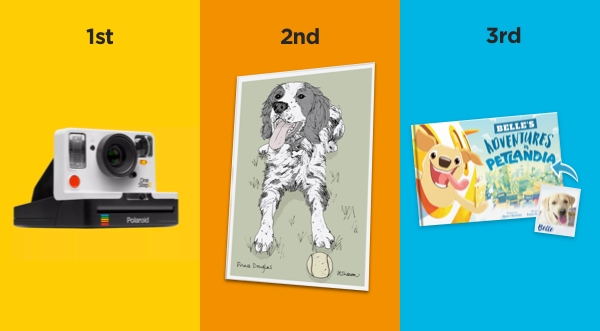 hollywoof competition prizes