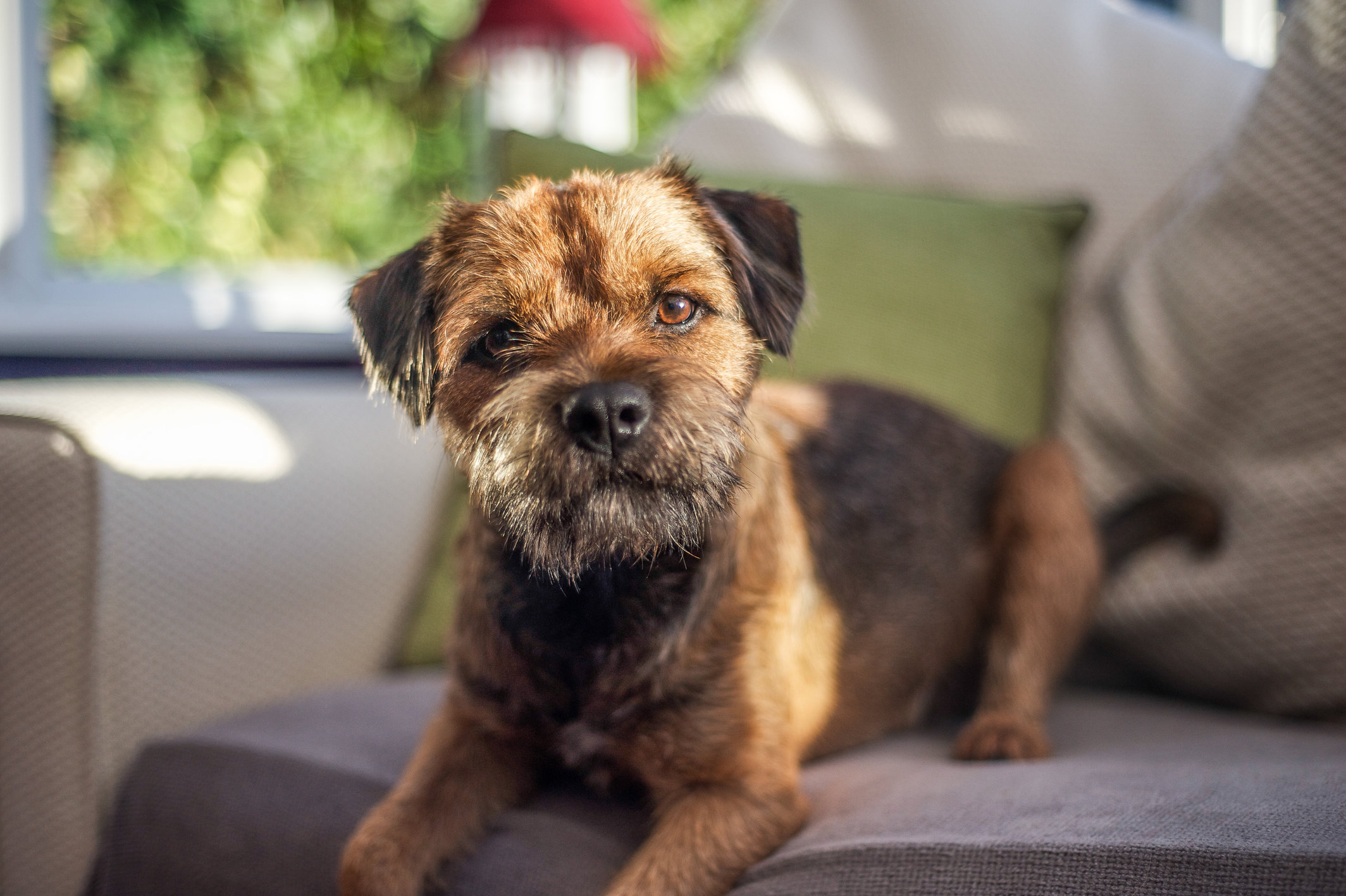 Border Terrier breed info & health advice | Everypaw