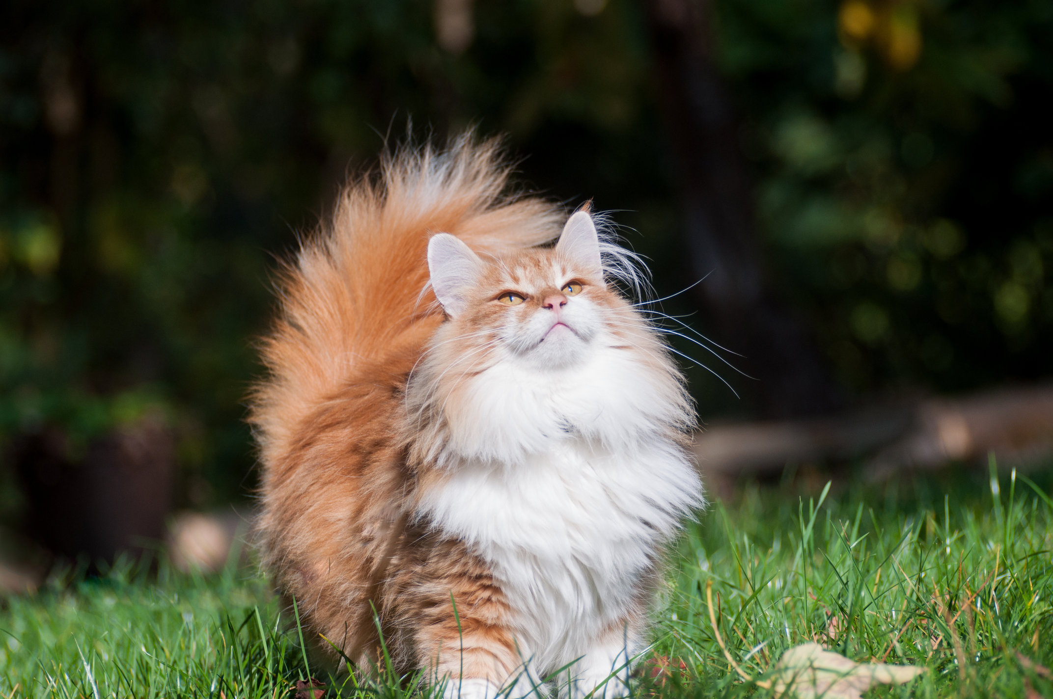 images of norwegian forest cats