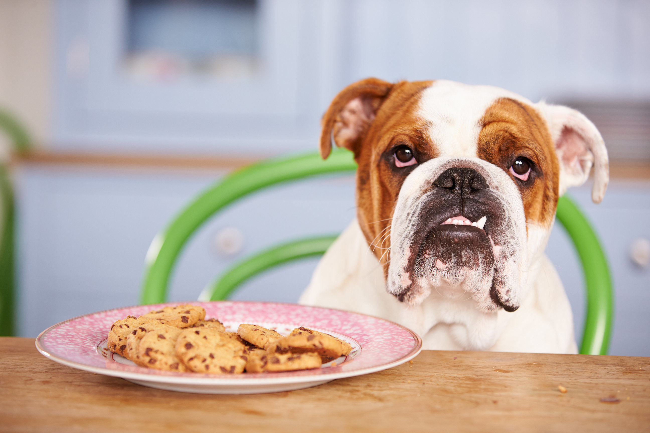 Tips for overweight dogs Everypaw
